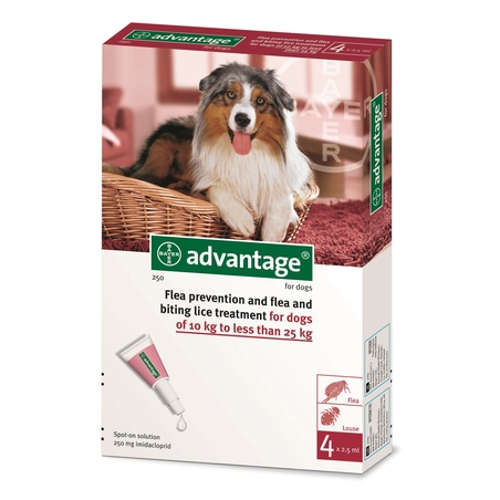 אדוונטג' לכלבים במשקל 10 עד 25 ק