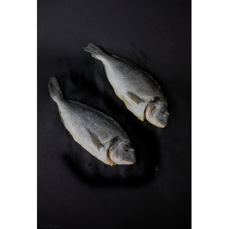 דג דניס שלם