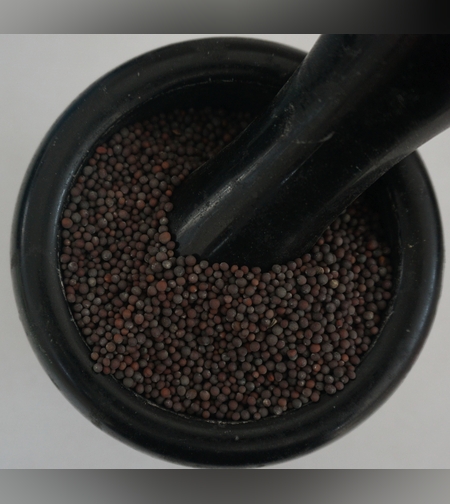 כרוב שחור(חרדל)- (סֶנַפְצ')ሰናፍጭ