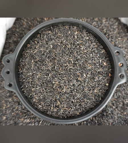 גיזוטייה צרת-עלים- (נוג)ኑግ