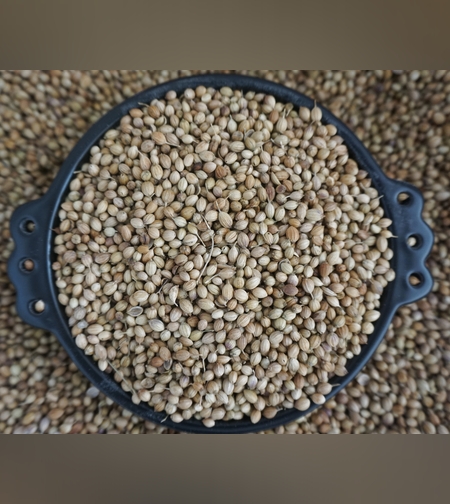 זרעי גד השדה (כֻּסְבֻּרָה) - (דְמְבְּלַל)ድምብላል