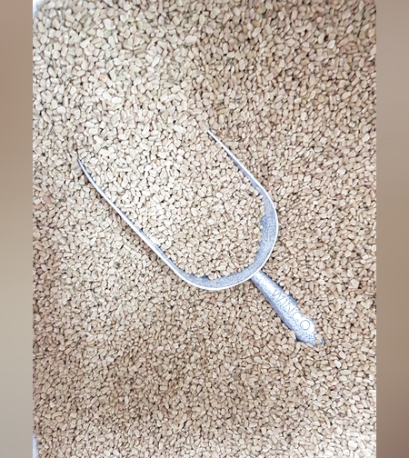 גרגרנית החילבה- (אבש)አቭሽ