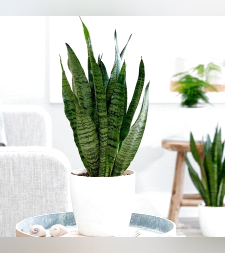  Sansevieria - Snake Plant
