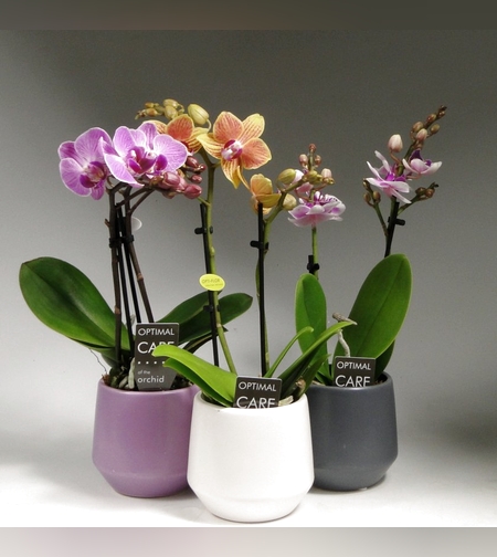 Beautiful Phalaenopsis Mini Orchid