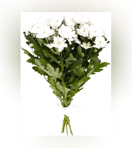 זר חרצית קטן - חן וצניעות