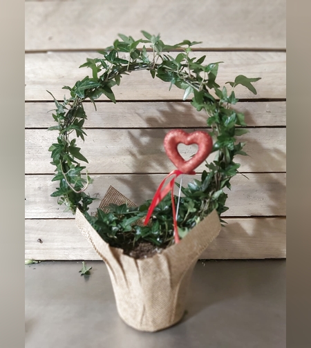 Ivy plant - Round