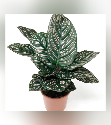 Calathea