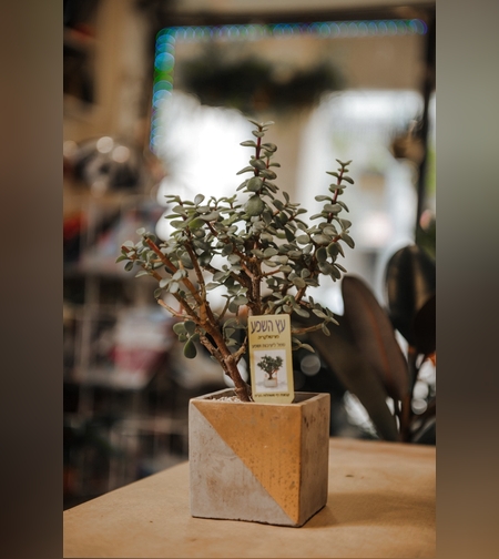 Bonsai Abundance tree