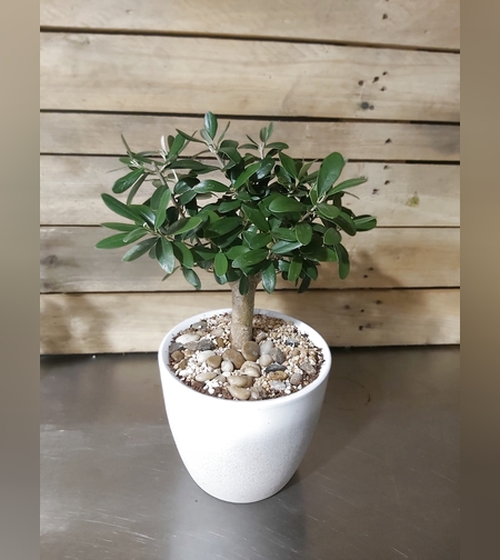 Olive tree with pot