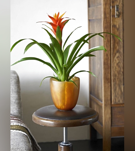 Guzmania Plant