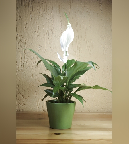  Peace lily (Spathiphyllum) with pot