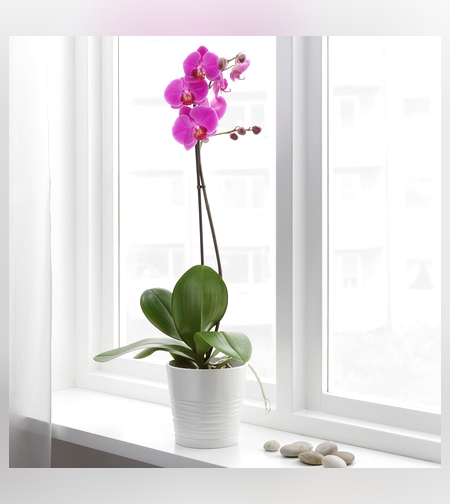 Phalaenopsis orchid one branch with pot