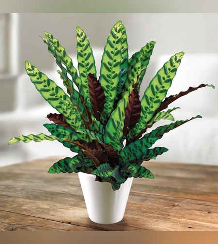 Calathea with pot