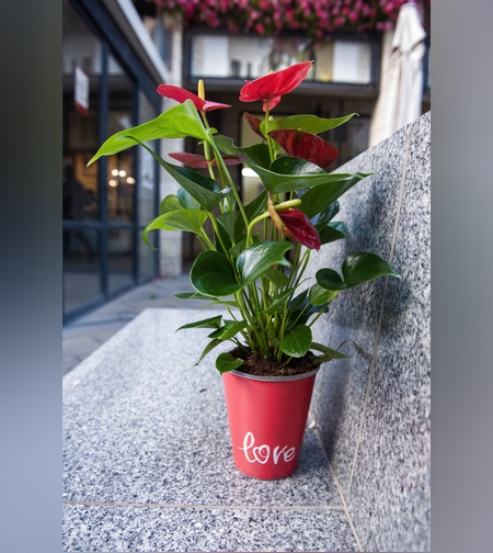 Red Anthurium in the small pot