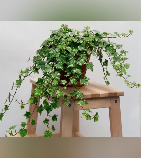 Ivy plant