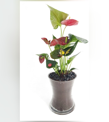 Anthurium in glass vase