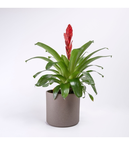 Red/Yellow Vriesea (Flaming Sword)-Large