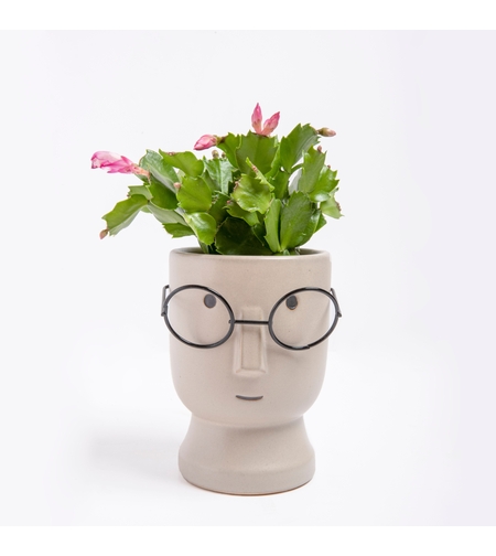 Zygocactus (Christmas Cactus) in a Face Flowerpot with Glasses