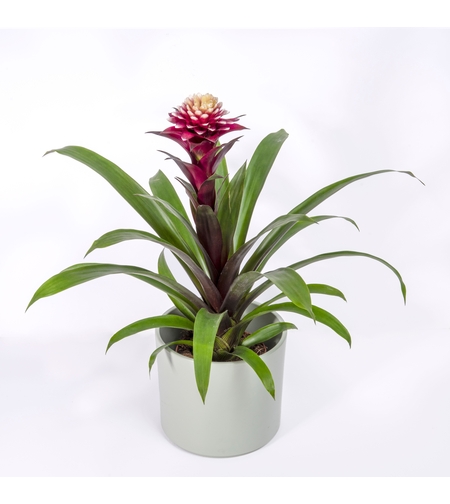 A Variety of Guzmania-Medium