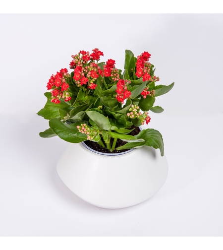Kalanchoe in a Variety of Colors, Flowerpot Included
