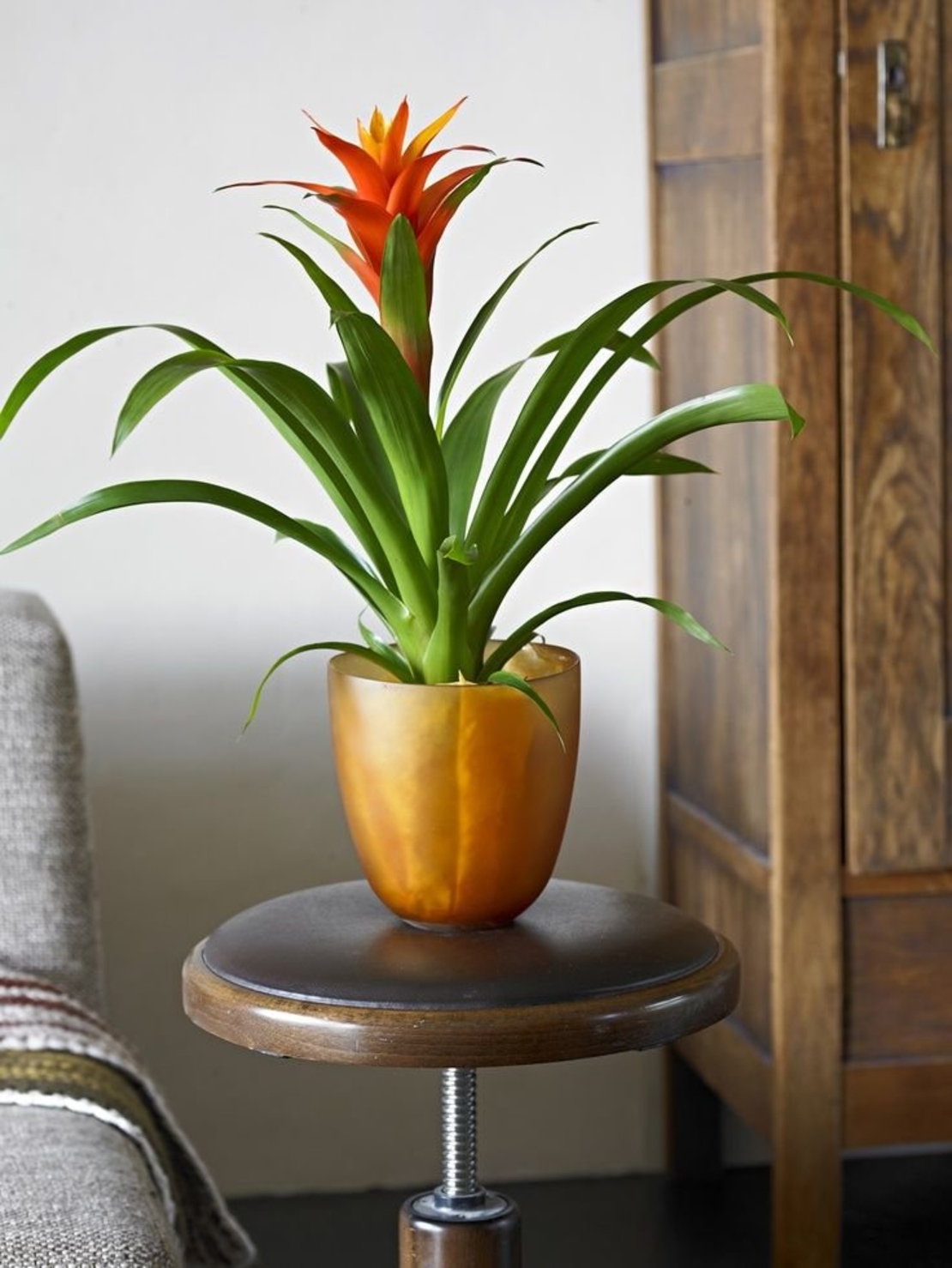 Guzmania Plant