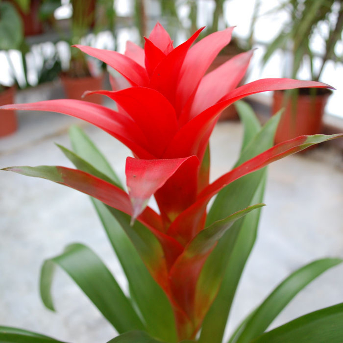 Guzmania Plant