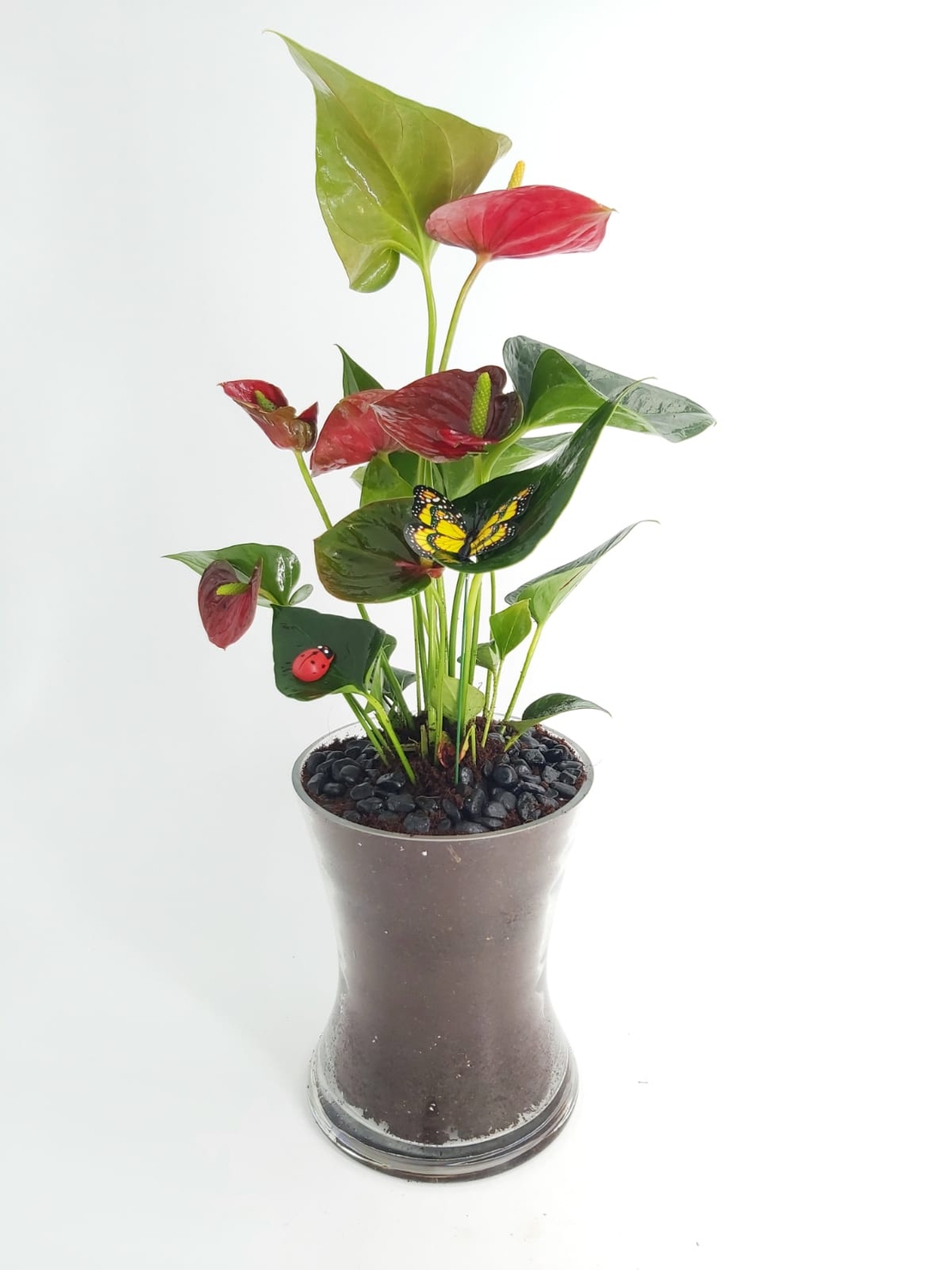 עציץ אנטוריום בכלי זכוכית