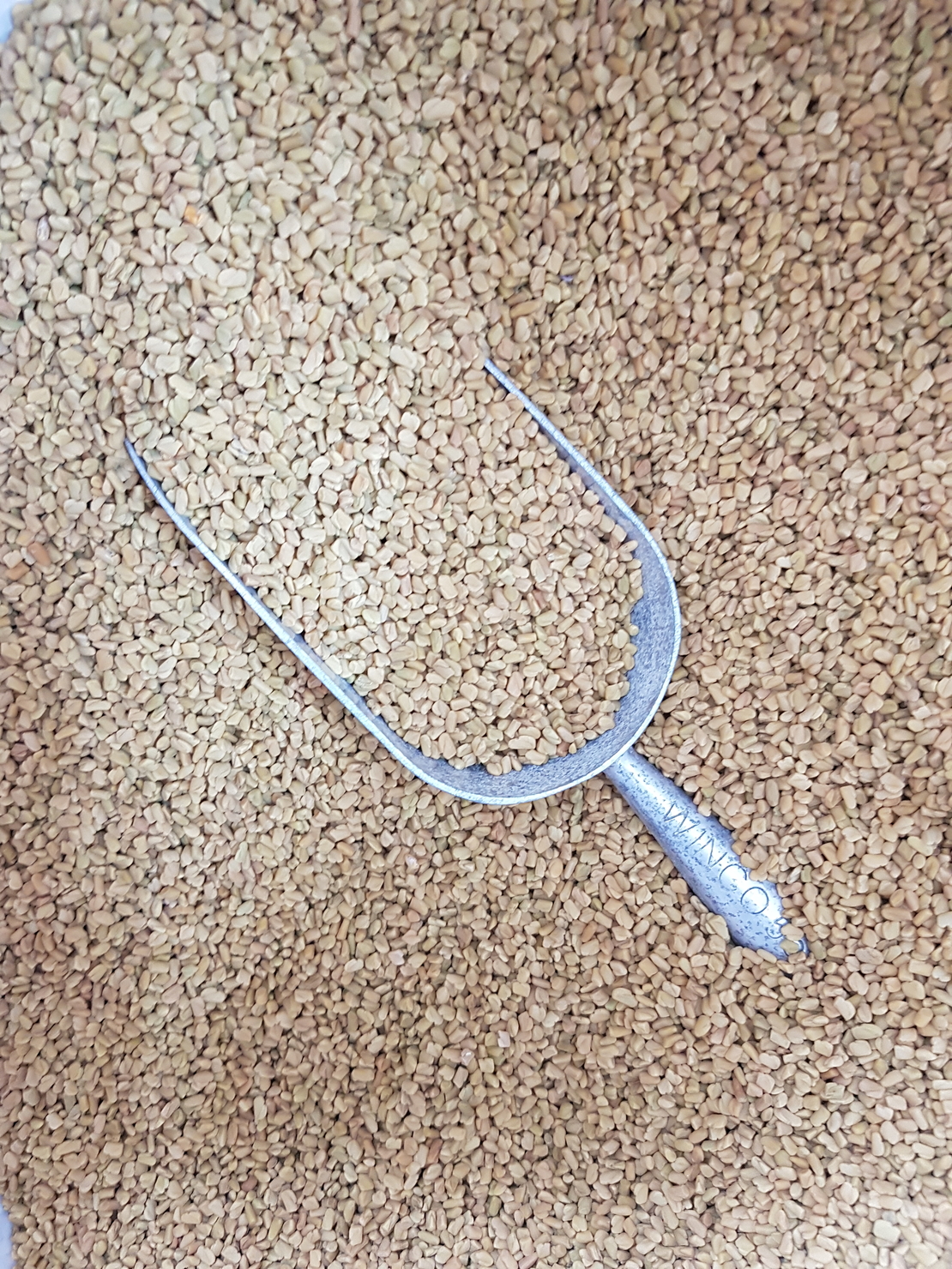 גרגרנית החילבה- (אבש)አቭሽ