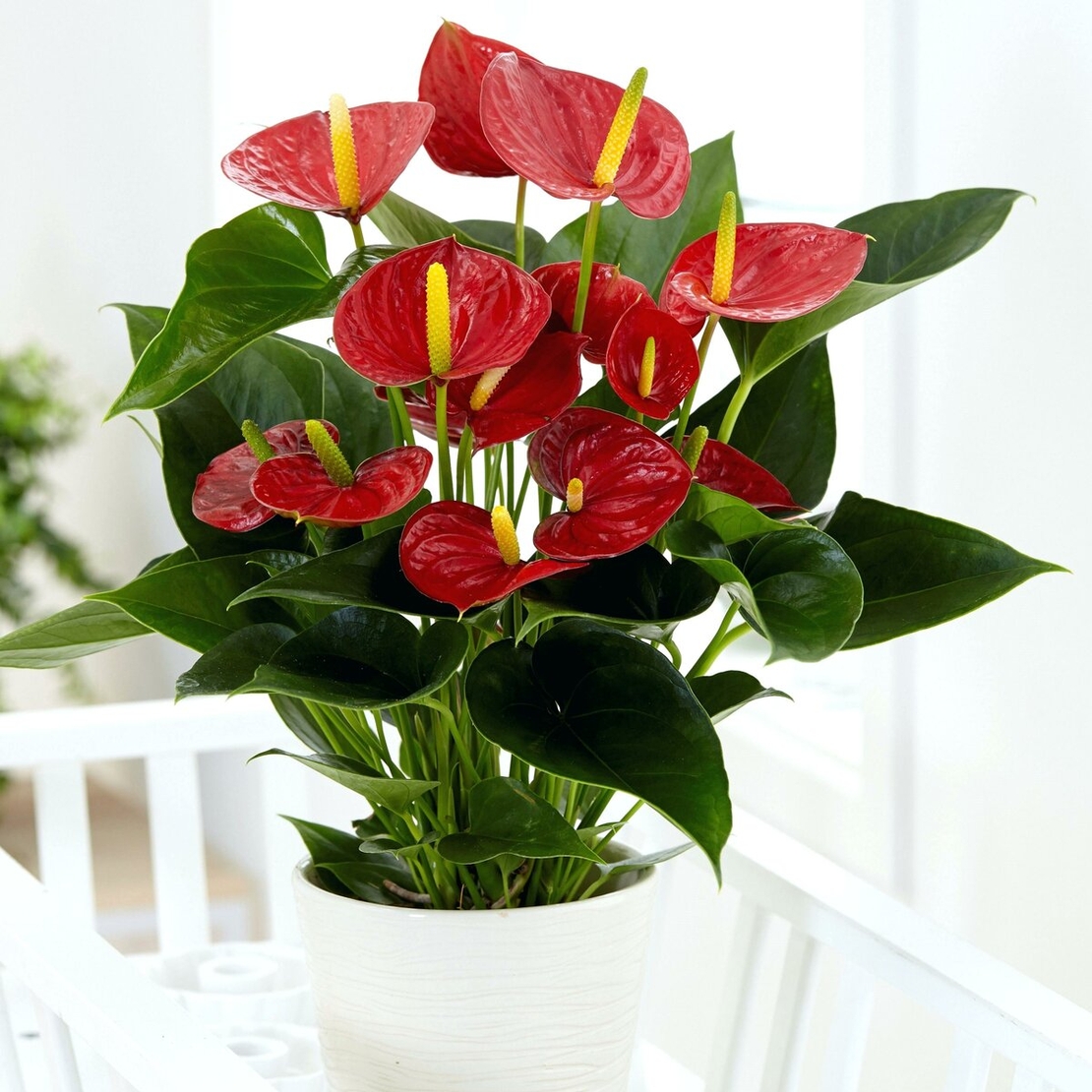 Tall anthurium