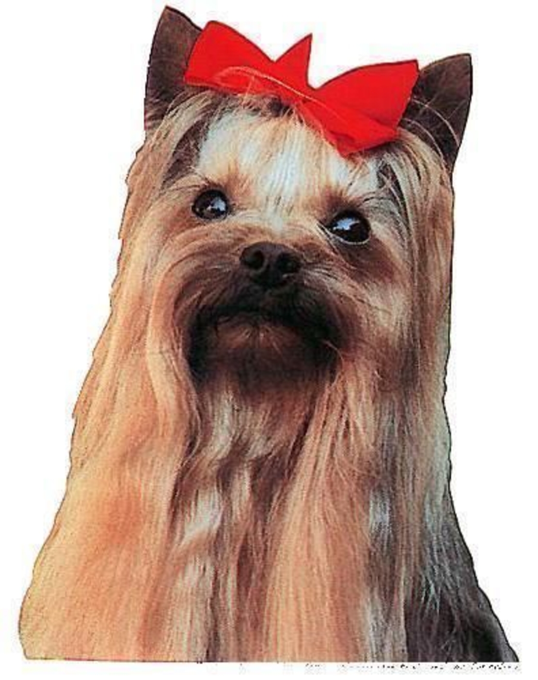 זוג מדבקות לרכב- יורקשייר