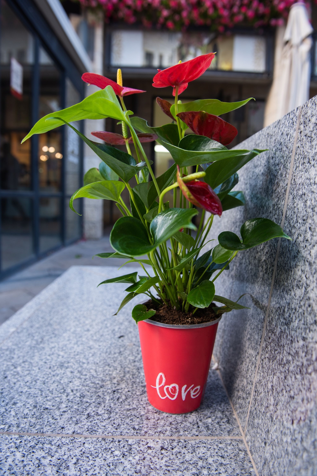 Red Anthurium in the small pot