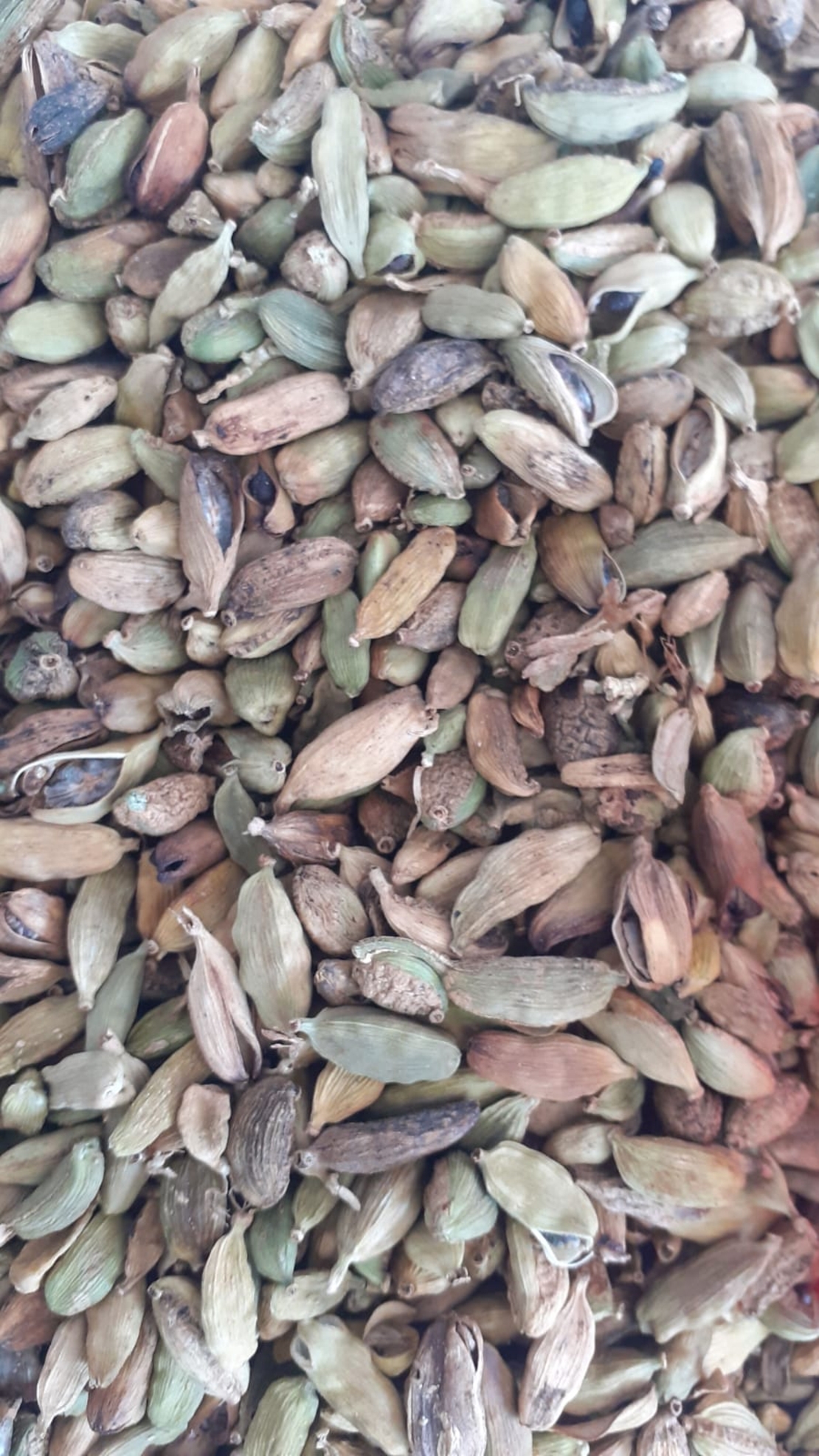 חמם (הל) שלם- (כּוֹרֶרִמַה)ኮረሪማ