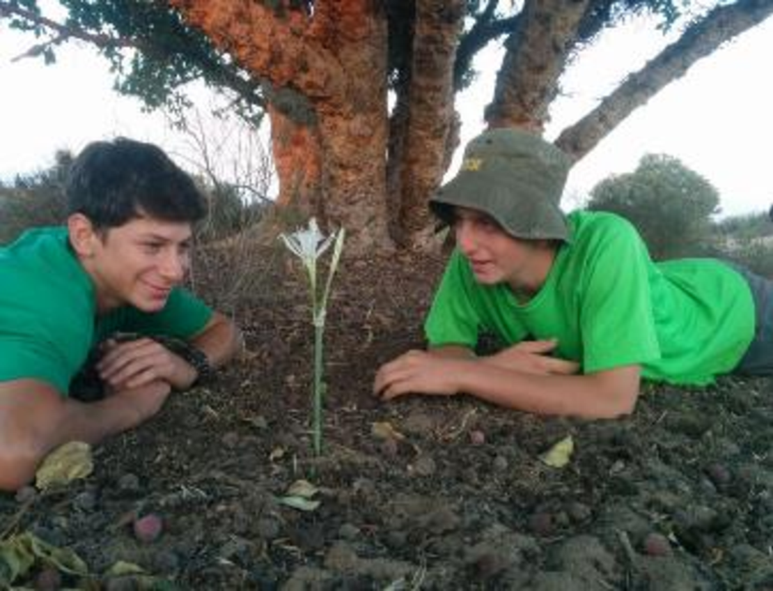 משוטטים סוכות
