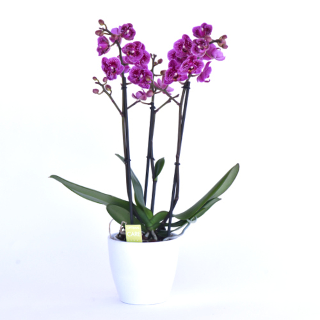 סחלב סגול שני ענפים