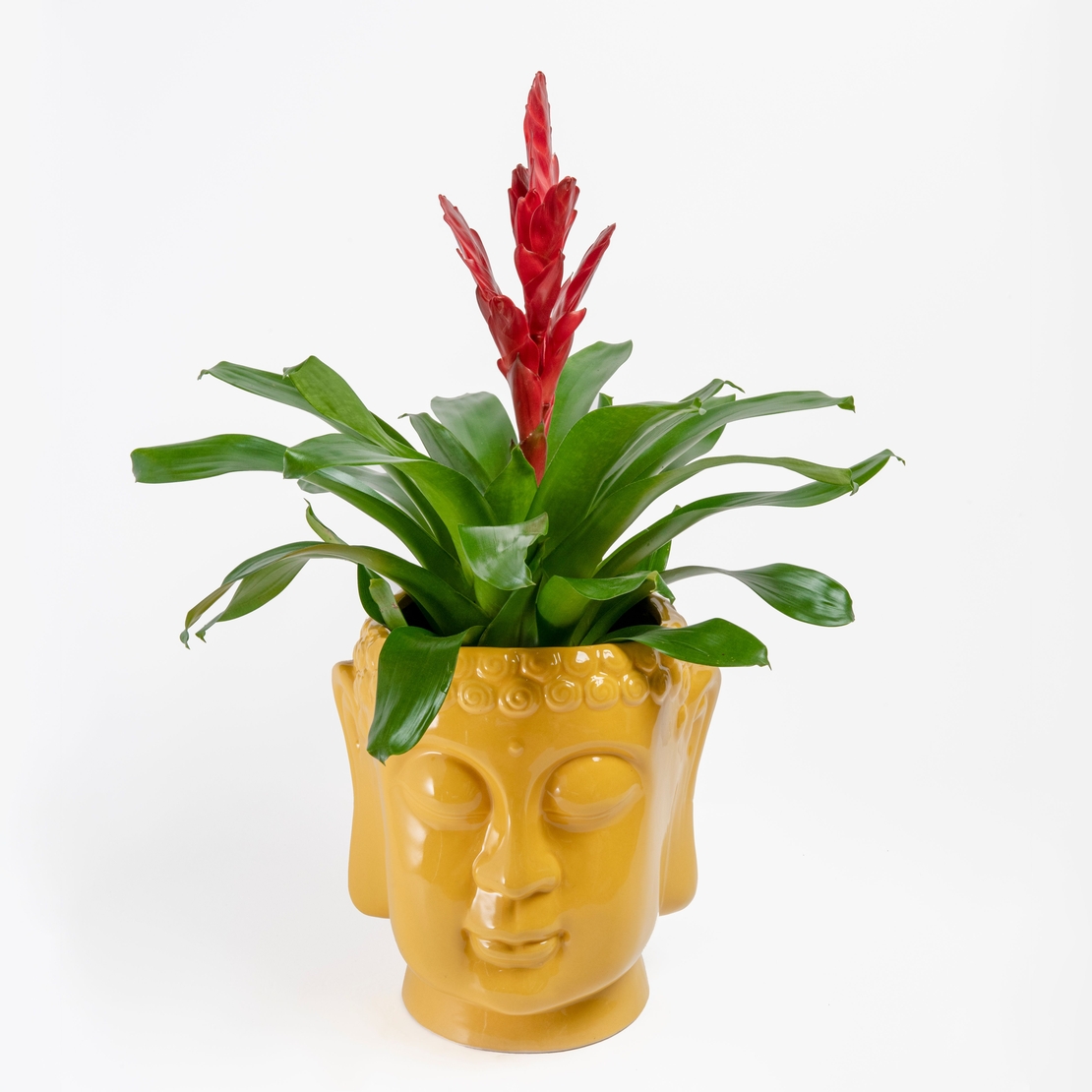 וריזאה אדומה עם כלי בודהה