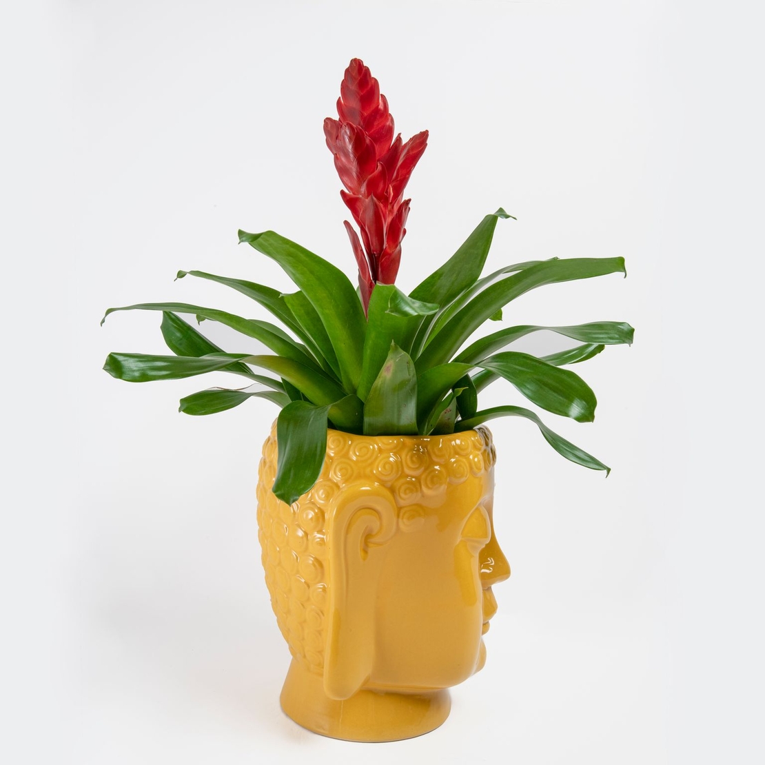 וריזאה אדומה עם כלי בודהה