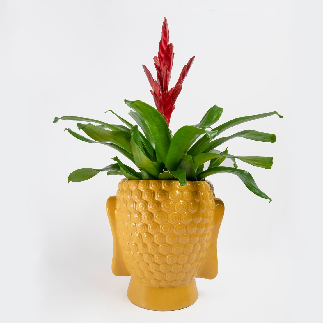 וריזאה אדומה עם כלי בודהה