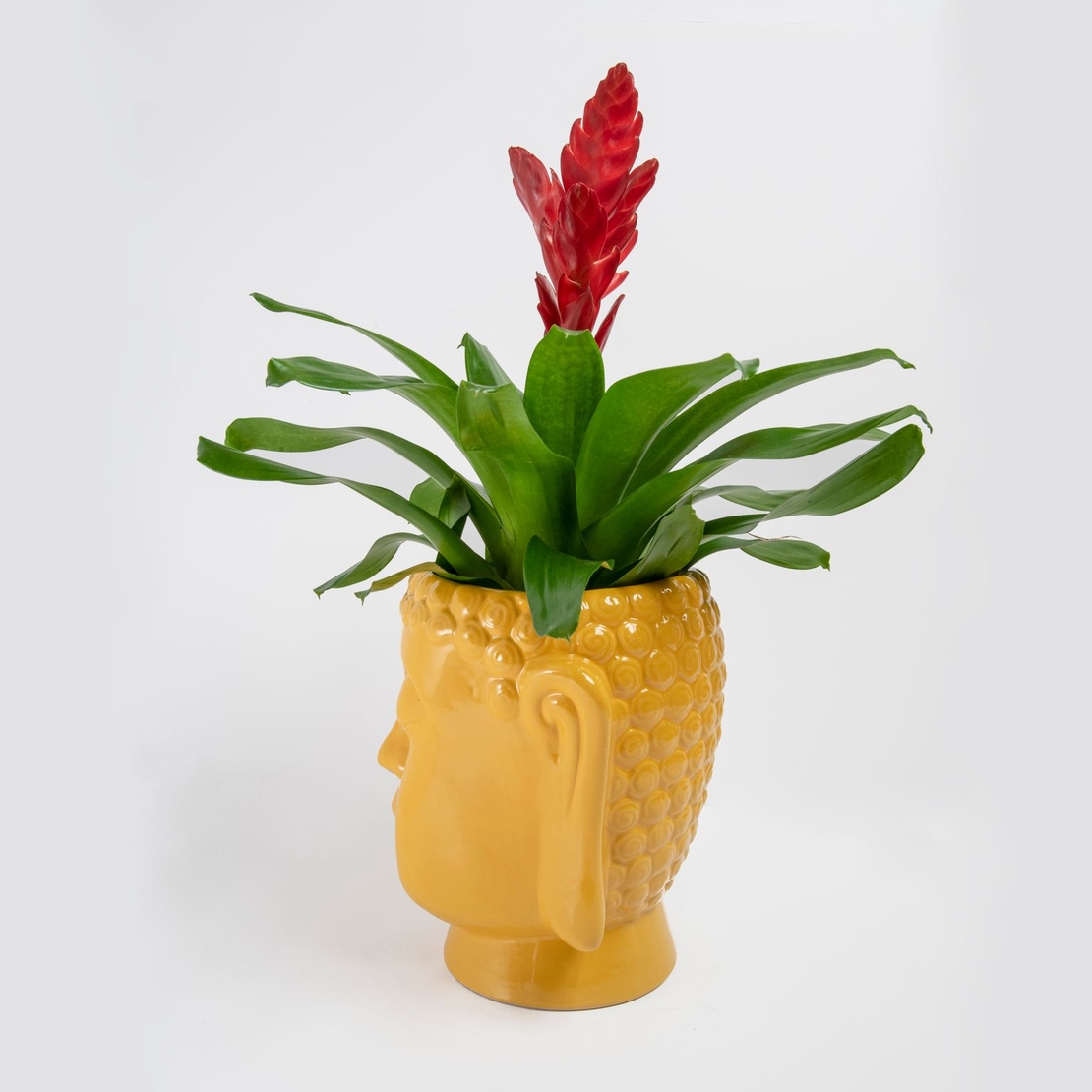 וריזאה אדומה עם כלי בודהה