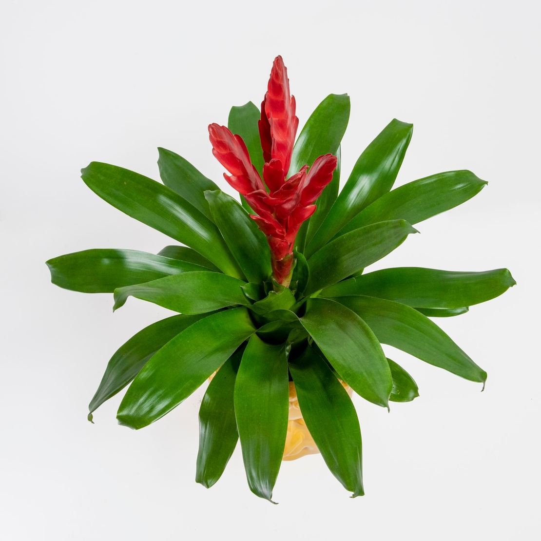 וריזאה אדומה עם כלי בודהה