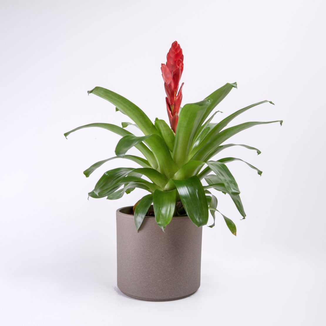 וריזאה אדום/צהוב - גדול