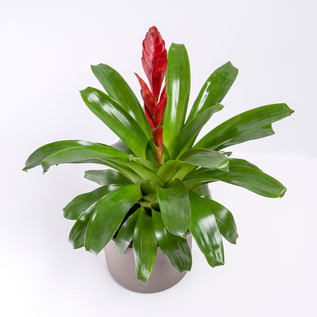 וריזאה אדום/צהוב - גדול