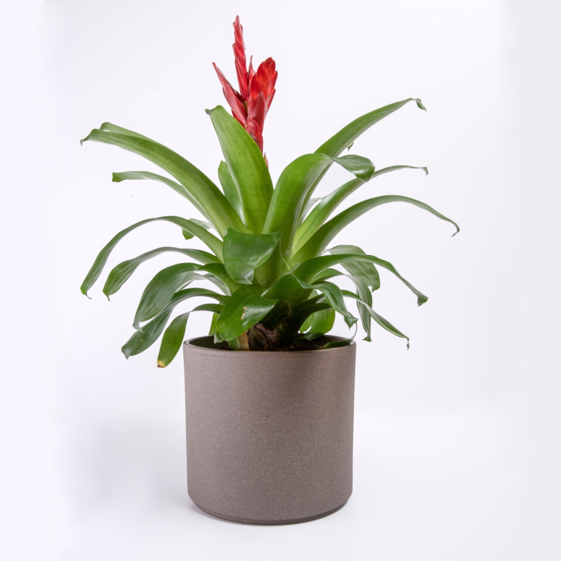 וריזאה אדום/צהוב - גדול