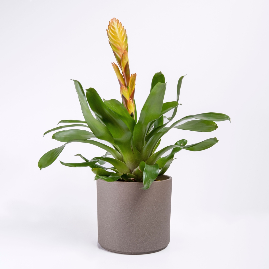 וריזאה אדום/צהוב - גדול