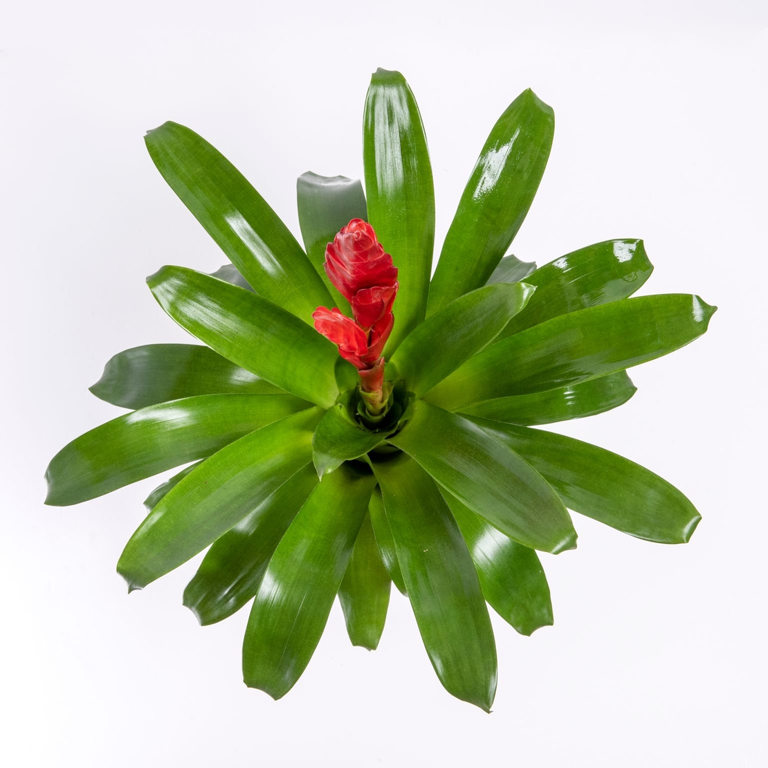 וריזאה אדום/צהוב - גדול