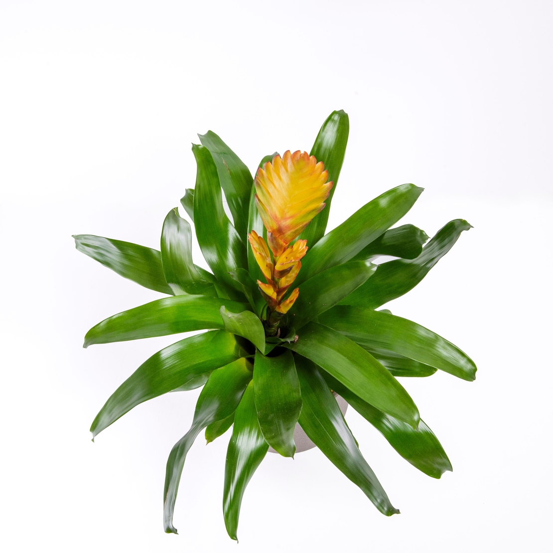 וריזאה אדום/צהוב - גדול