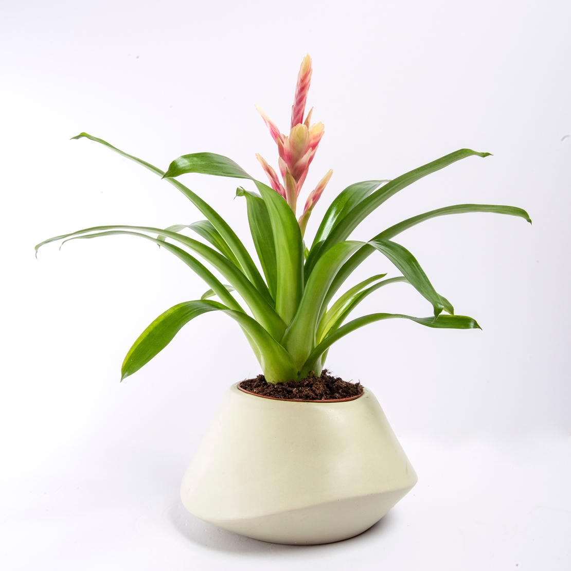Vriesea (Flaming Sword) in a Variety of Colors-Medium