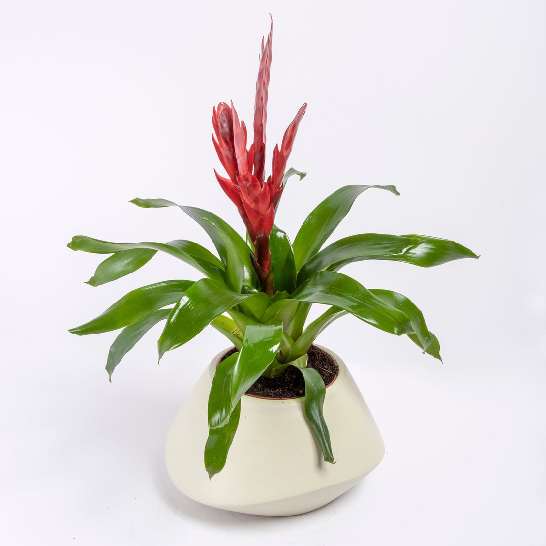 Vriesea (Flaming Sword) in a Variety of Colors-Medium