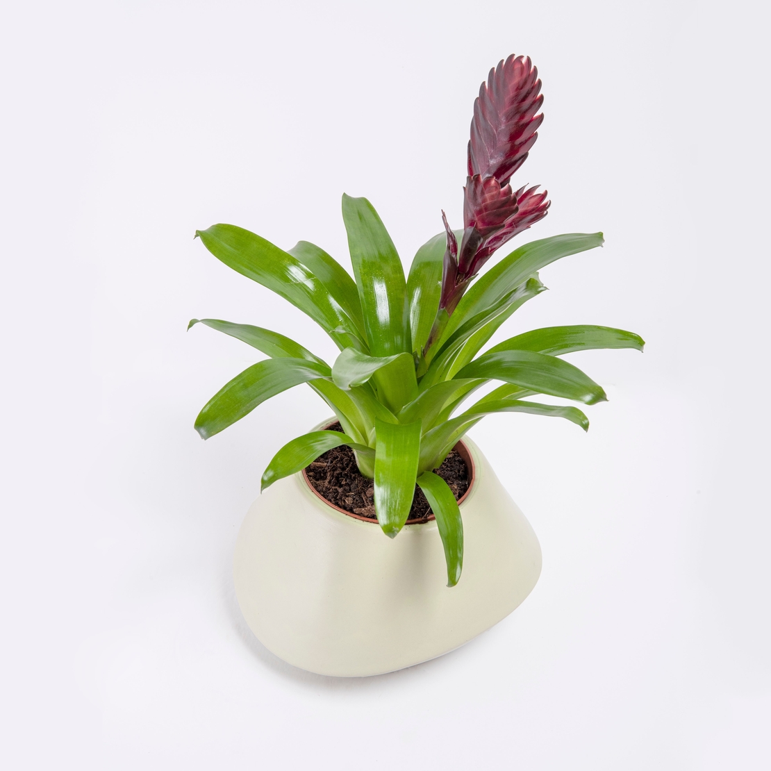 Vriesea (Flaming Sword) in a Variety of Colors-Medium