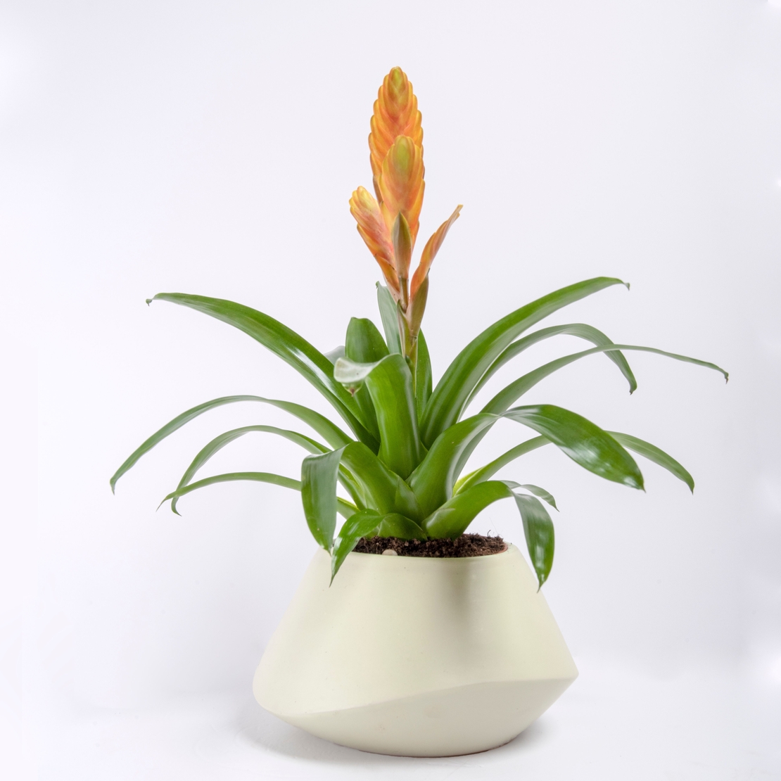 Vriesea (Flaming Sword) in a Variety of Colors-Medium