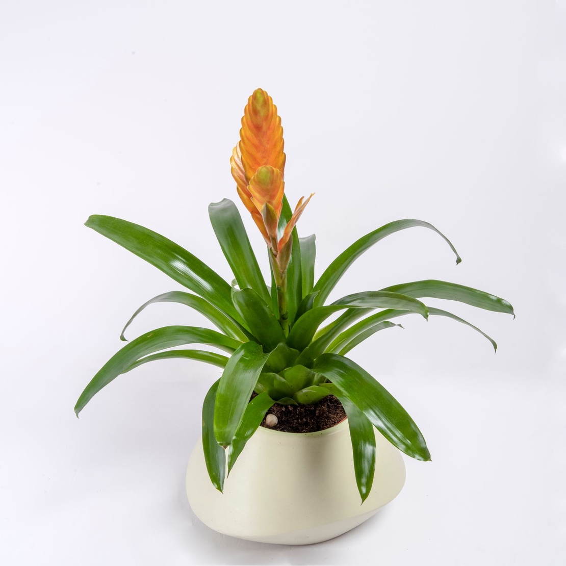 Vriesea (Flaming Sword) in a Variety of Colors-Medium
